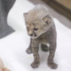 Illustration for article titled This tiny cheetah and his puppy friend will make your day better.
